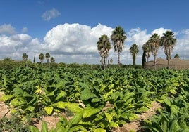 Producen en Valencia el primer tabaco sin nicotina con un compuesto que trata el Alzheimer