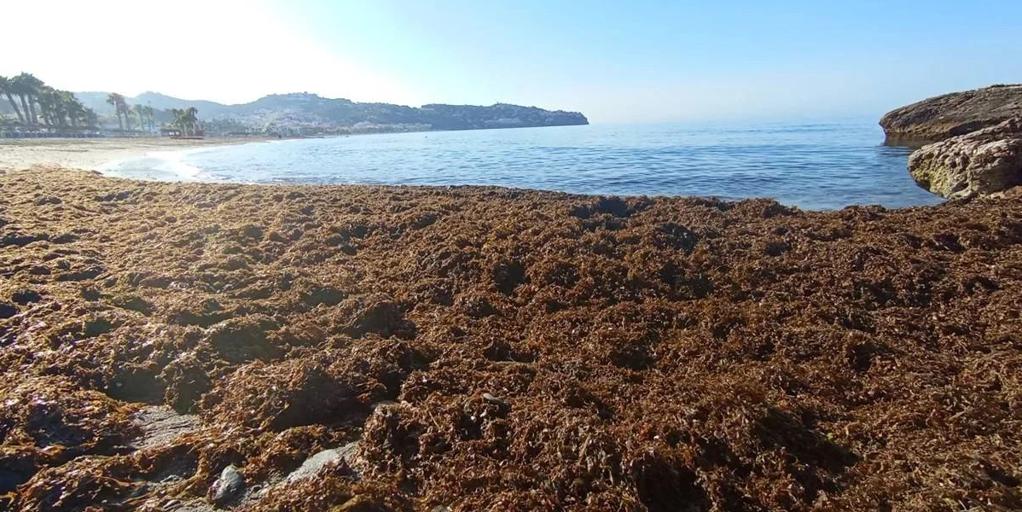 El alga asiática amenaza con invadir toda la costa de Cádiz