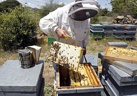 Muere un hombre de 63 años en un pueblo de Teruel por el ataque de unas abejas cuando les estaba dando medicación