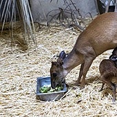 Bioparc Valencia celebra el nacimiento de dos crías de una especie de antílope africano única en España