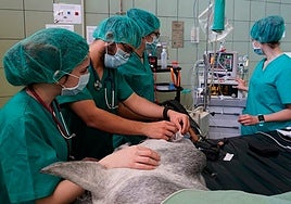 Un nuevo latido para Joker: la innovadora cirugía en Madrid que abre camino para caballos con problemas cardíacos