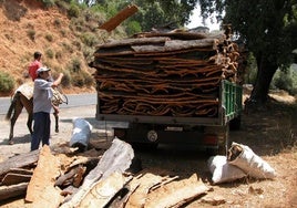 Corcho de Córdoba: producción al alza, precios a la baja y desafíos burocráticos
