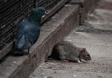 Puente Genil: ¿por qué hay una proliferación de ratas en dos zonas de la ciudad?