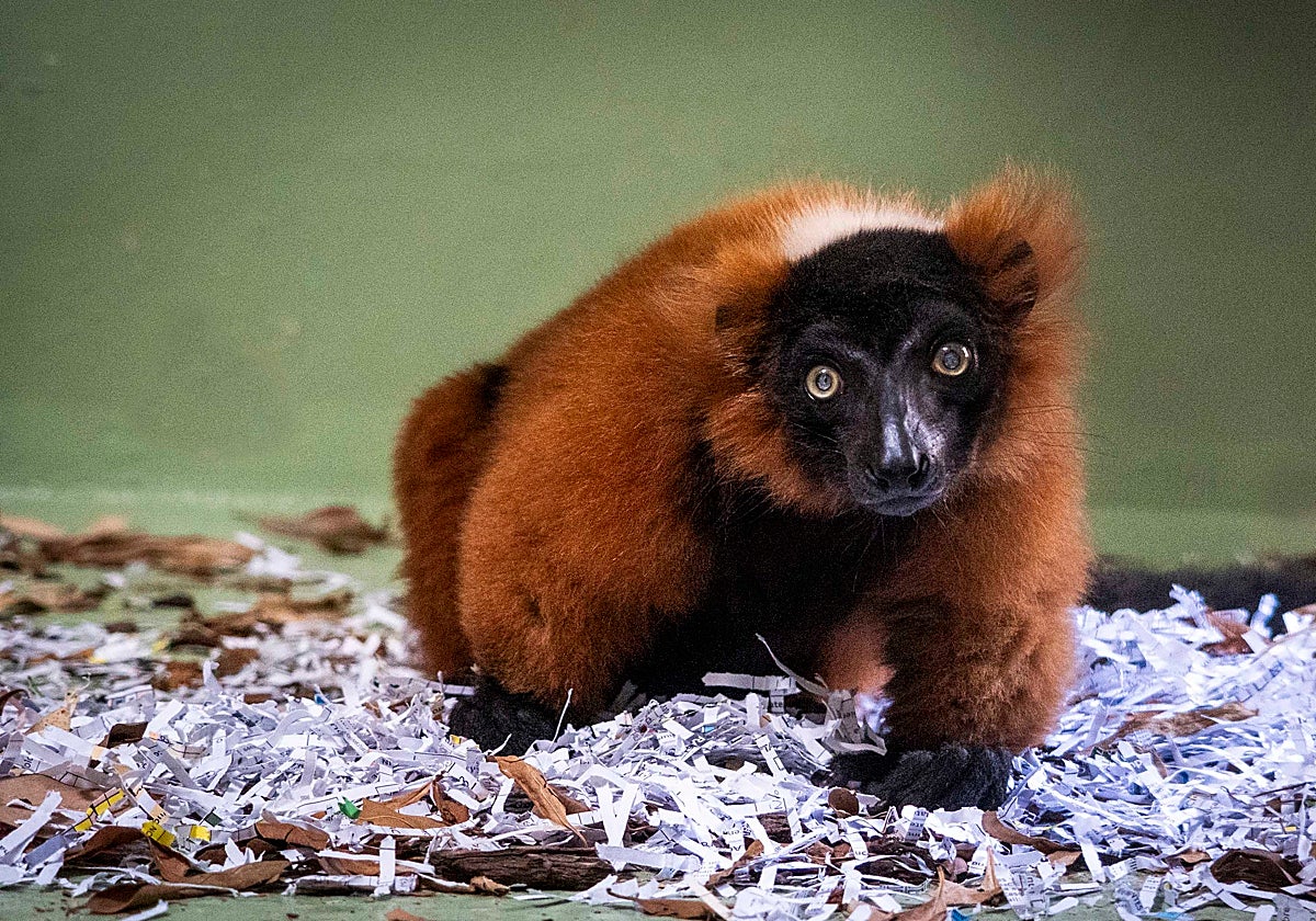 Bioparc Valencia recibe un lémur de collar rojo, una especie en peligro crítico de extinción