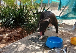 Ares, el perro abandonado a pleno sol y atado a una viga de hierro sin agua ni comida, ya tiene una nueva vida