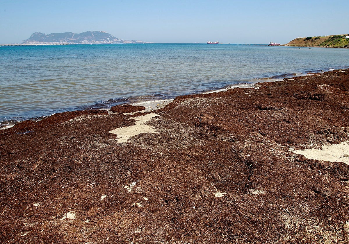 La playa del Chinarral, en Algeciras, plagada de la alga asiática que invade las costas andaluzas