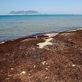 Qué es el alga asiática que está invadiendo las playas andaluzas y cómo afecta a los bañistas: «Es una catástrofe ambiental»