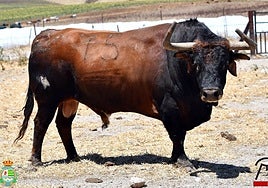 El XI Concurso de Recortes de Villaseca de la Sagra anuncia toros de Cebada Gago