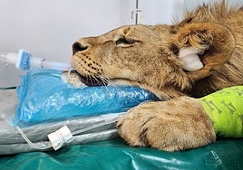 Dos leones africanos de Cabárceno recuperan movilidad con un tratamiento pionero del Hospital Veterinario de la Universidad de León