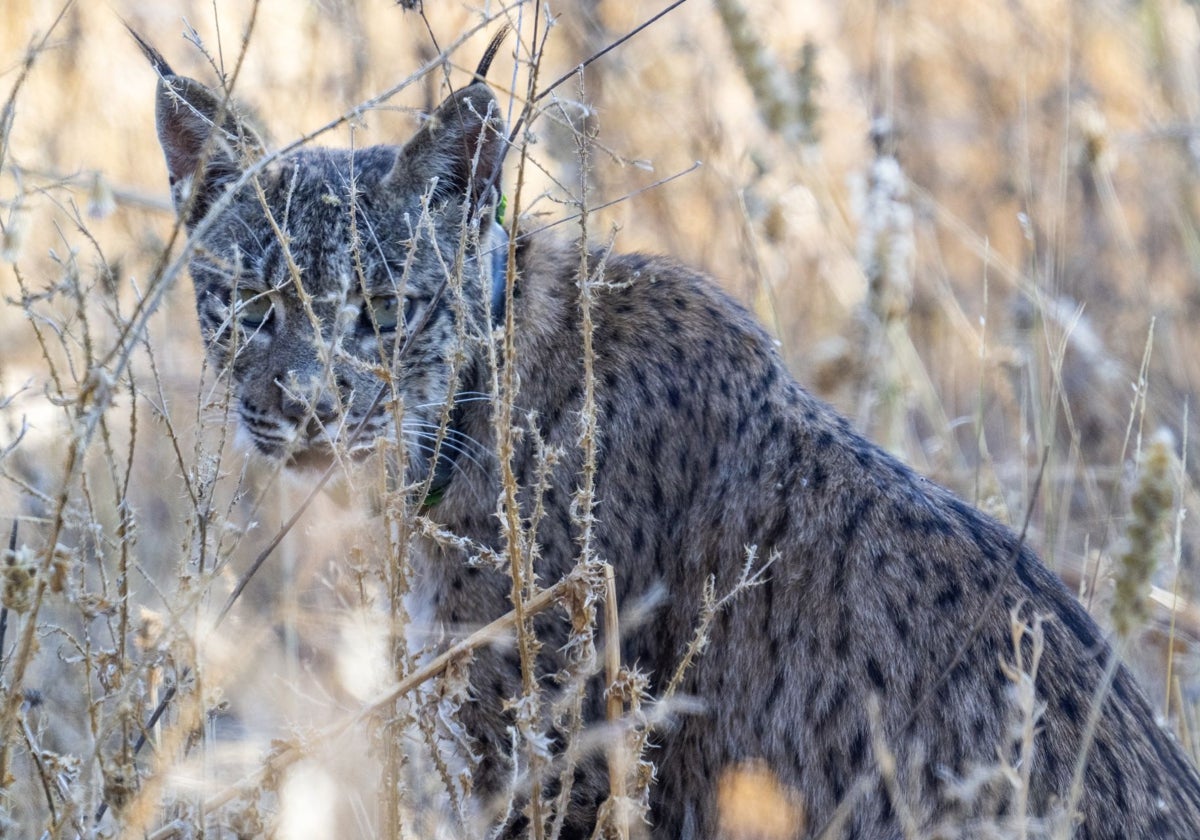 Uraclio, el joven lince ibérico detectado en Madrid