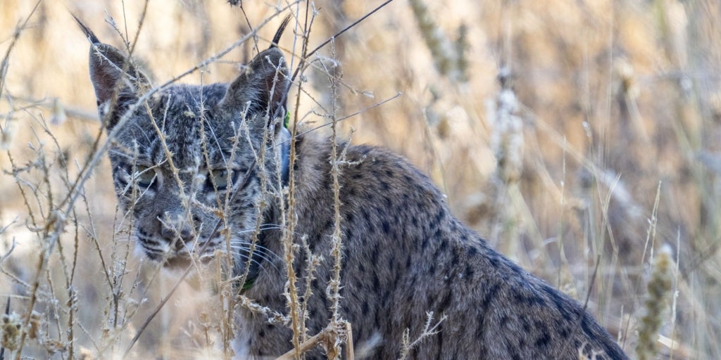 Uraclio, el primer lince ibérico que ya vive en la región