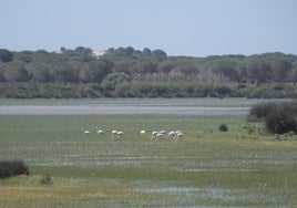 La Junta responde a la Unesco: «Con un año excepcionalmente húmedo no se recuperan los acuíferos de Doñana»