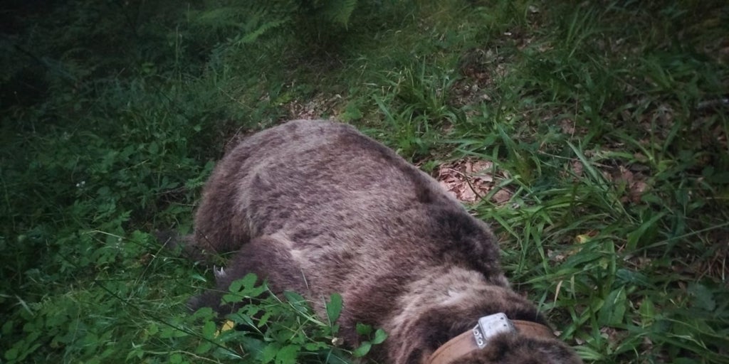 Hallado muerto en Somiedo (Asturias) un oso pardo adulto radiomarcado por la Junta