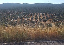 Familias de Mora, en Toledo, denuncian la intención de la Junta de expropiar un 'mar de olivos'