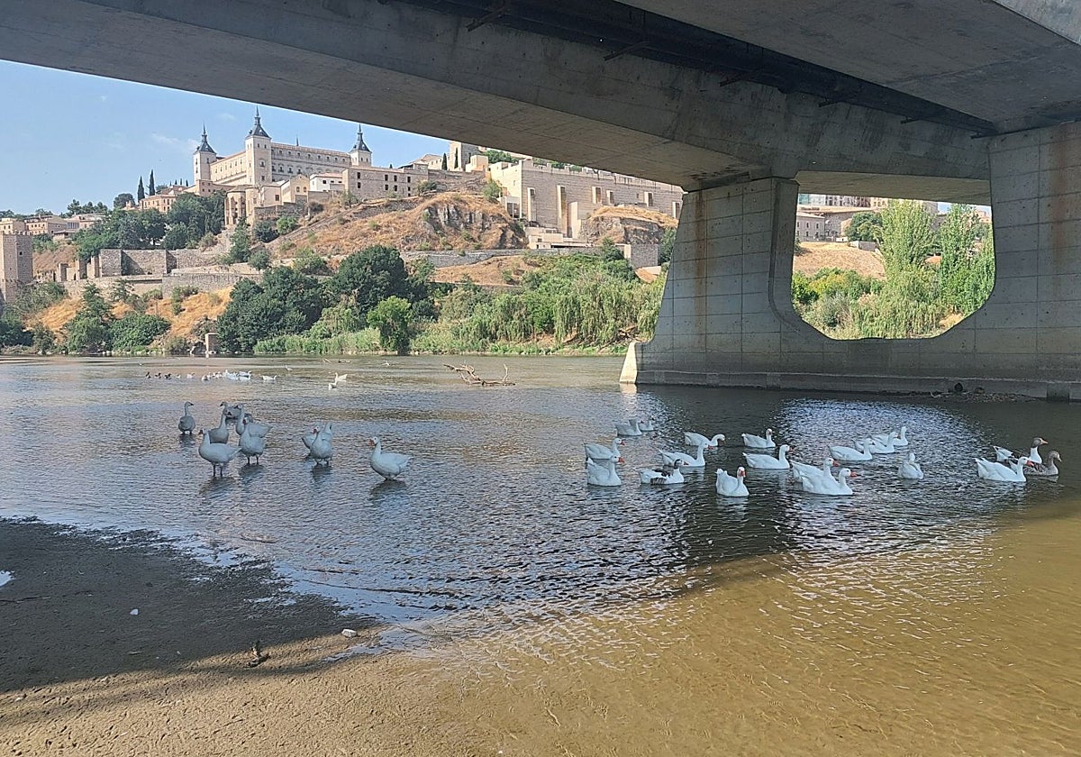«Ni siquiera los patos nadan en el Tajo a su paso por Toledo; andan porque no hay profundidad suficiente»