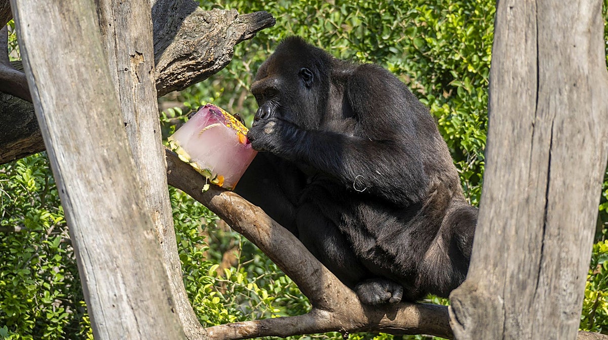 Imagen de uno de los gorilas de Bioparc probando un bloque de hielo con frutas