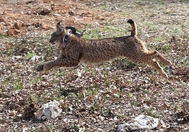 Muere atropellado uno de los linces ibéricos reintroducidos en el Cerrato palentino