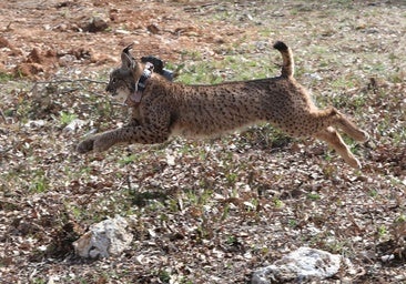 Muere atropellado uno de los linces ibéricos reintroducidos en el Cerrato palentino