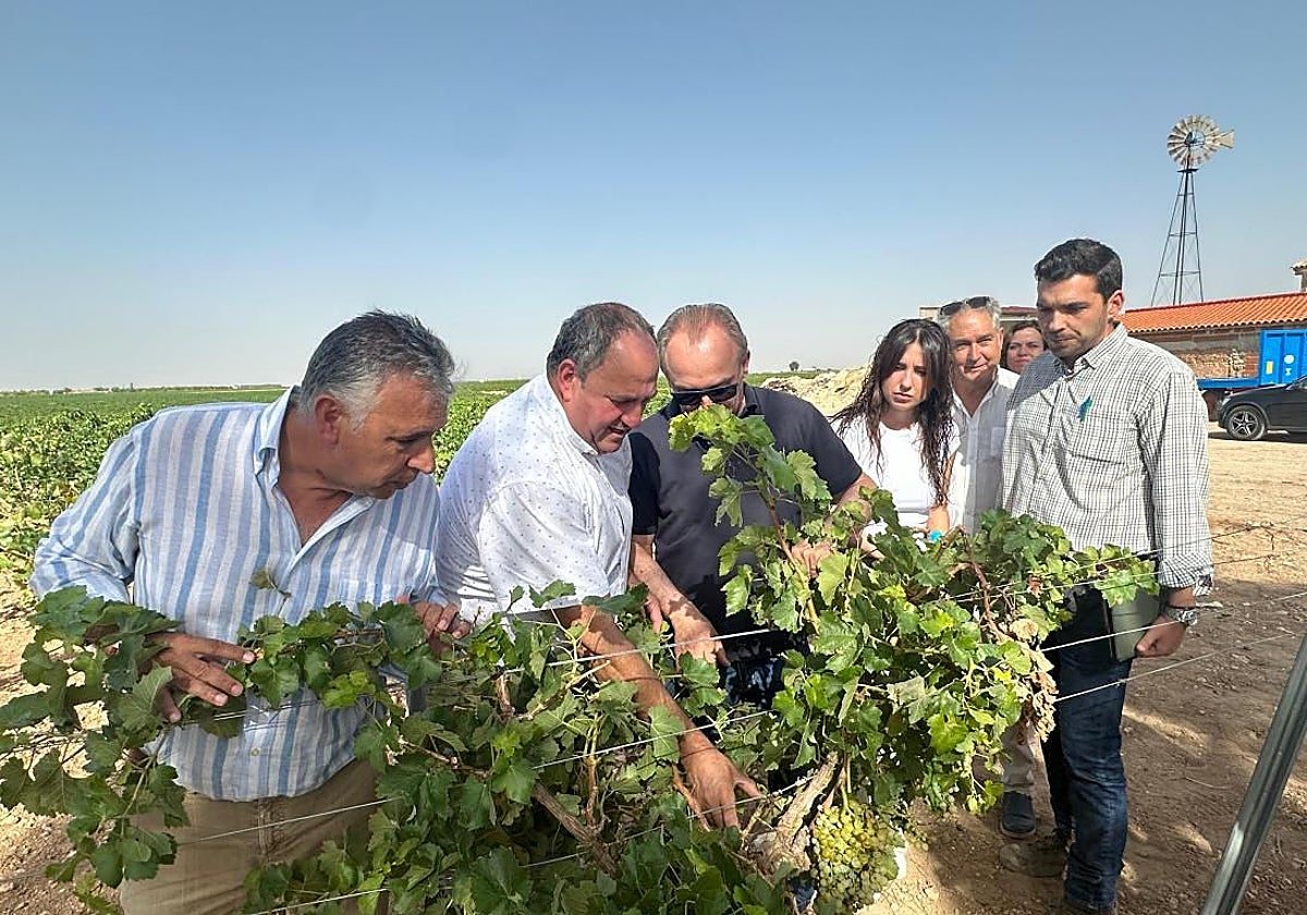 Los daños por pedrisco afectan ya a 200.000 hectáreas aseguradas en Castilla-La Mancha, la cifra más alta de la década