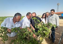 Los daños por pedrisco afectan ya a 200.000 hectáreas aseguradas en Castilla-La Mancha, la cifra más alta de la década