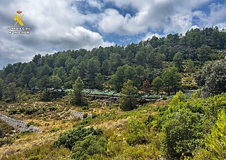 Imagen secundaria 1 - Imágenes de la plantación de marihuana desde diferentes ángulos