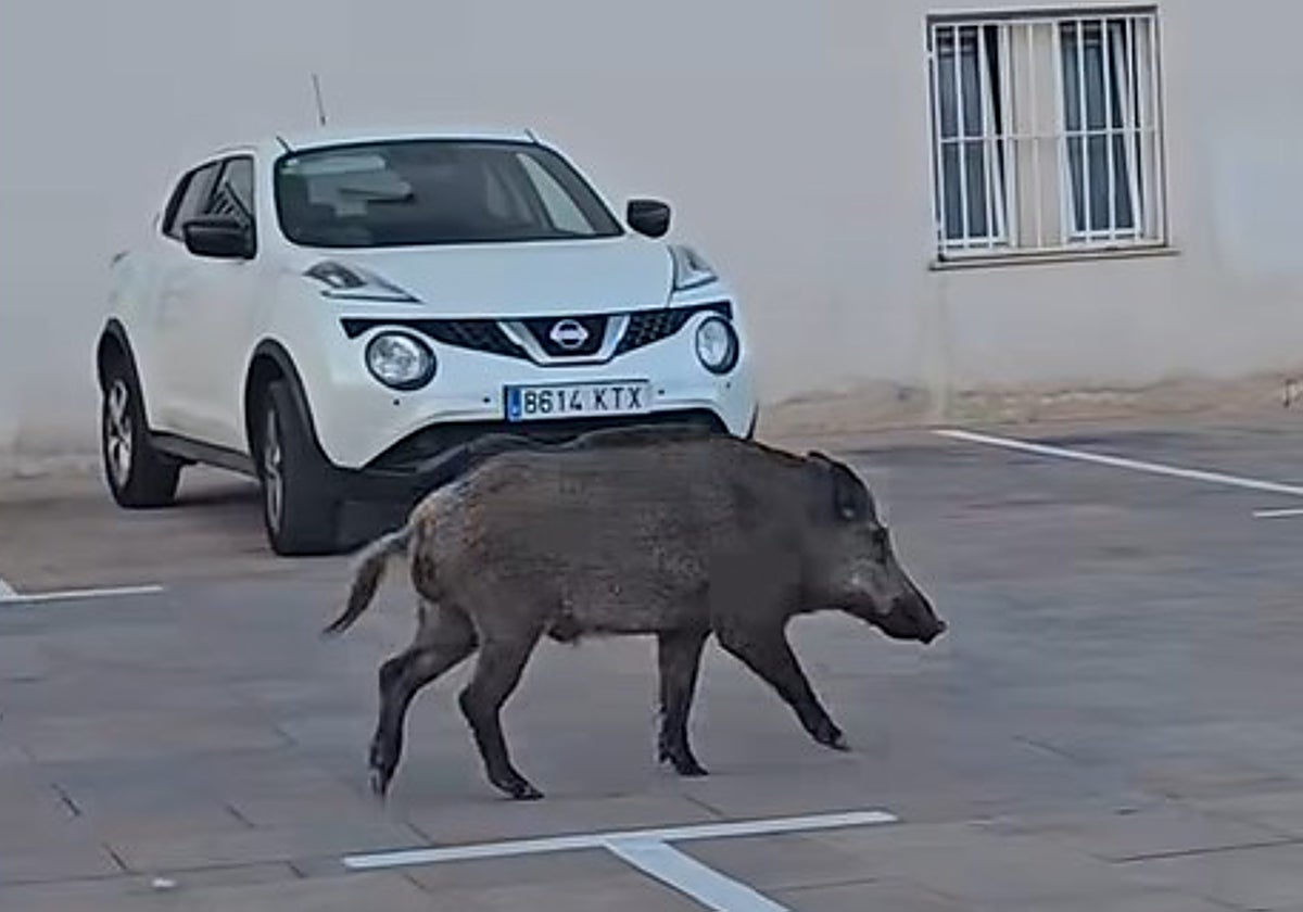 Un jabalí en un aparcamiento de Denia (Alicante), este verano