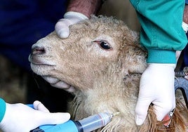 Asaja Ciudad Real pide a las administraciones medidas urgentes ante nuevos casos de lengua azul en la provincia