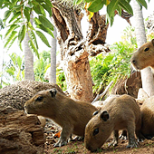 Las favoritas tienen relevo: nacen cuatro crías de capibara en Tenerife