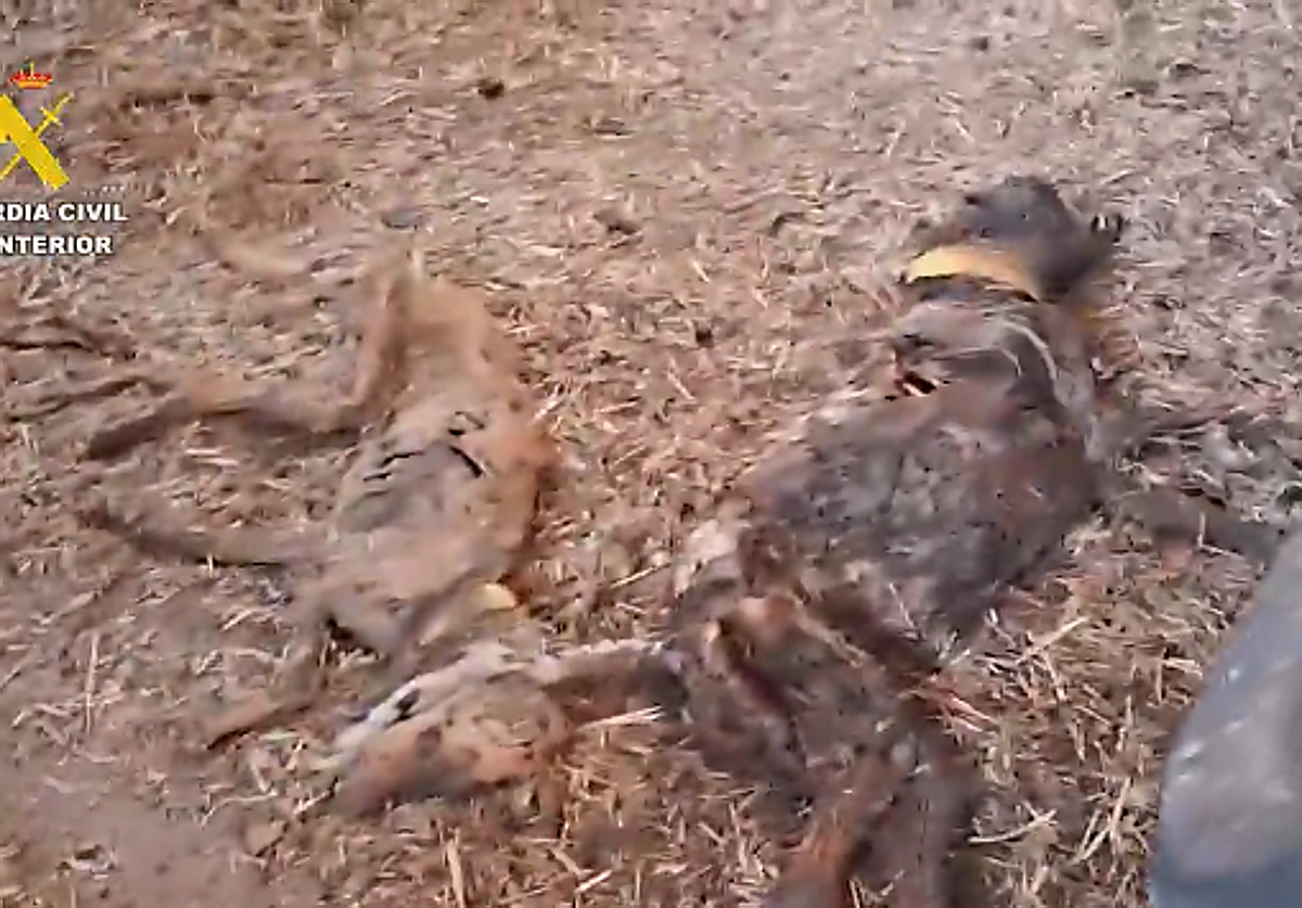 Perros muertos por inanición en la finca de Azuaga en Badajoz