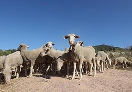 Asaja Córdoba exige a la Confederación del Guadiana que garantice el agua para el ganado en la zona Norte