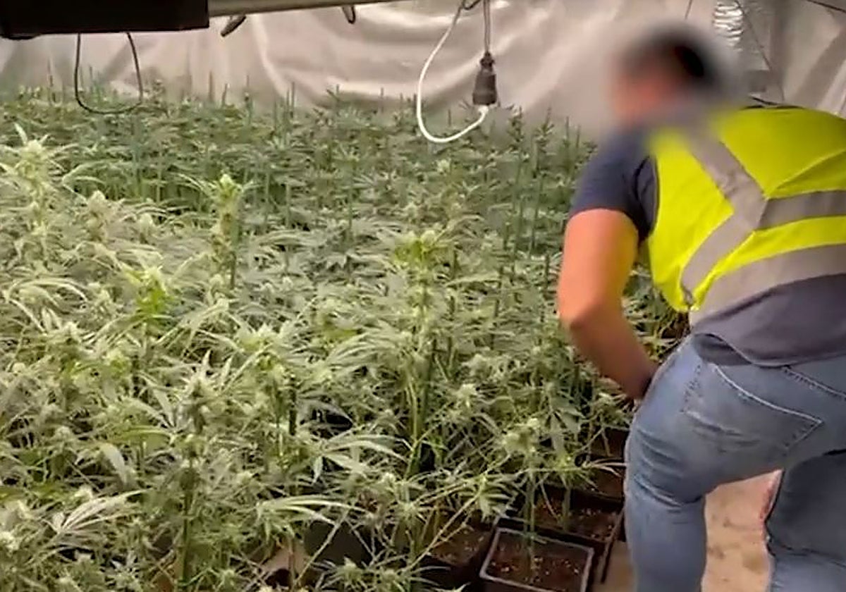 Un agente de la Policía Nacional durante el registro del cultivo de marihuana «indoor» desmantelado en Castro-Urdiales
