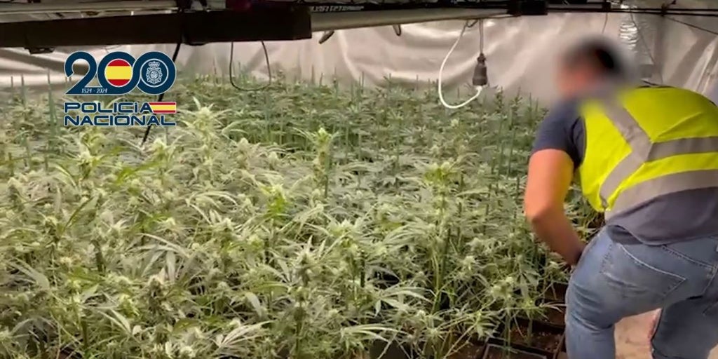 Las plantaciones de marihuana «indoor» fijan su jardín en  chalés  del norte de España