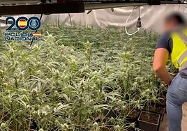 Las plantaciones de marihuana «indoor» fijan su jardín en 'chalés' del norte de España