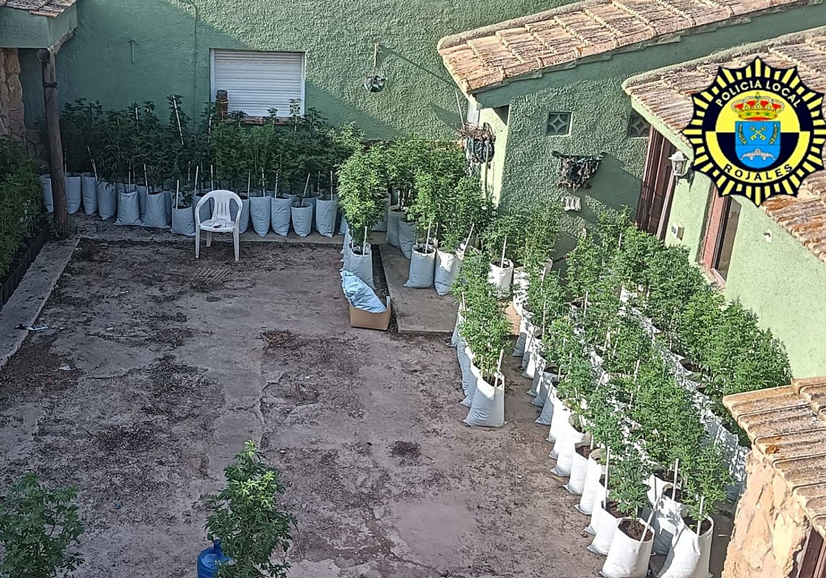 Plantación de marihuana en el patio del taller-desguace clandestino de coches en Rojales (Alicante)