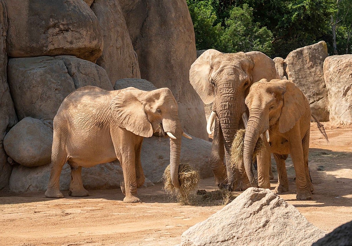 Imagen de tres de los elefantes de Bioparc Valencia