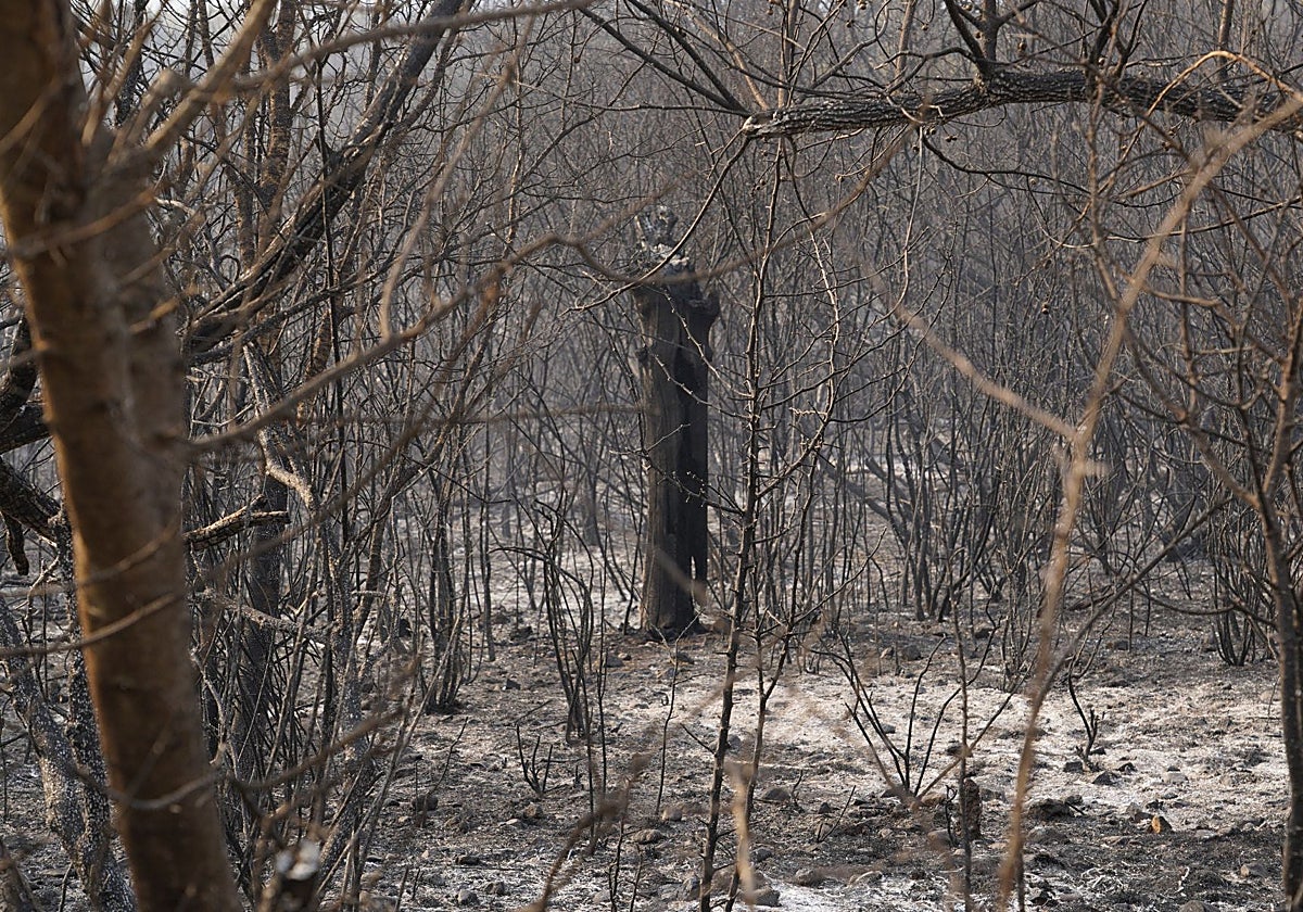 El mayor experto en Las Médulas, indignado tras el incendio: «Esto no puede pasar en 2025»