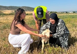 Castilla-La Mancha destina más de seis millones en ayudas para bienestar animal