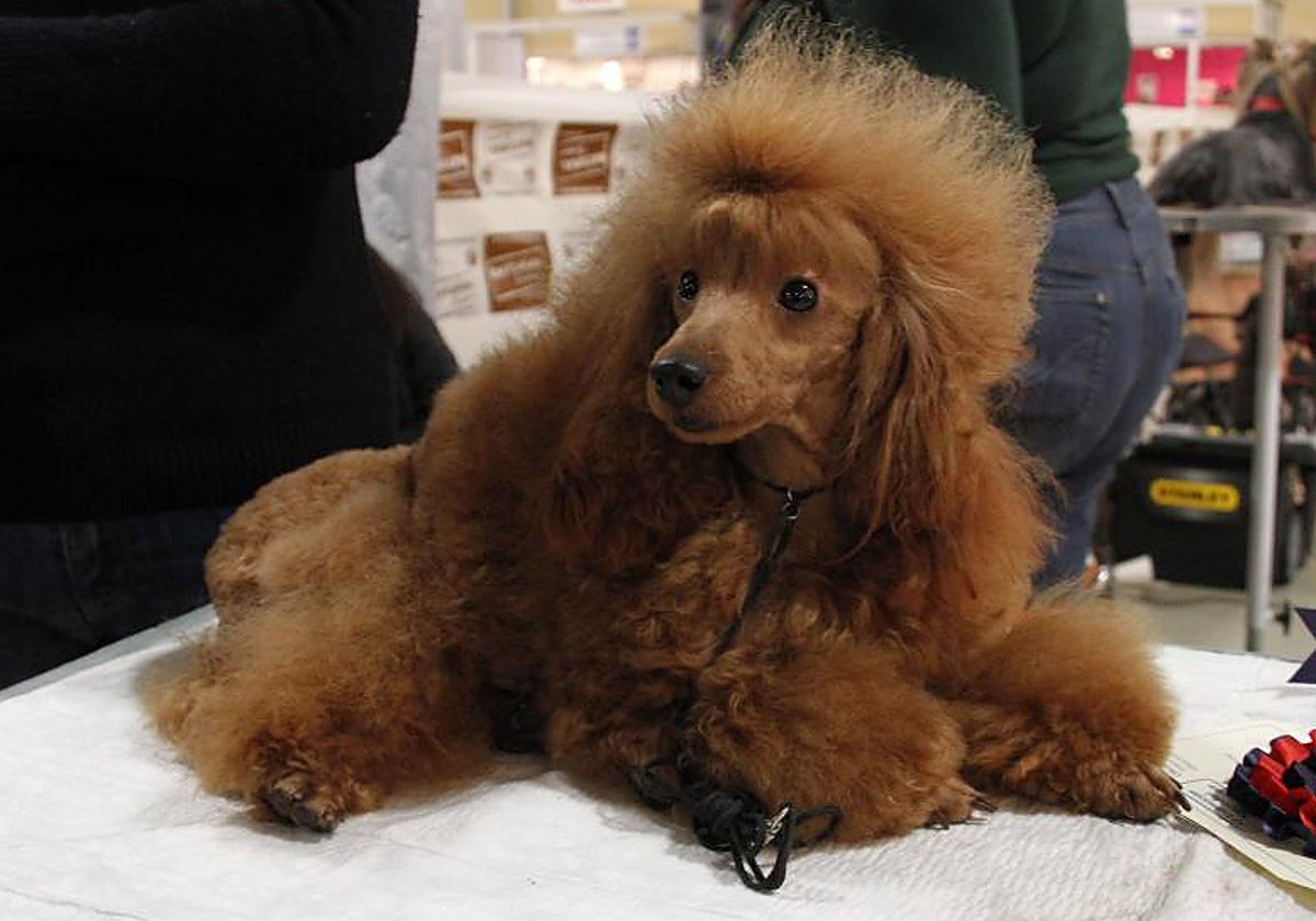 Imagen de archivo de un perro