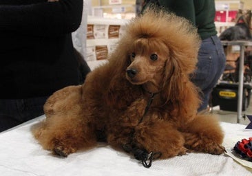 Imagen de archivo de un perro