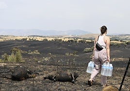 Infierno en Tres Cantos: un cementerio de ovejas en peligro de extinción