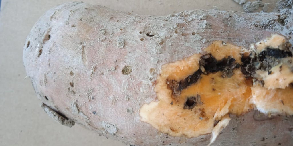Una plaga importada de África amenaza el cultivo de boniato en Alicante, una de las grandes zonas productoras