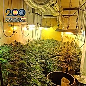 Un «fuerte hedor» cerca de un cuartel de Policía guía a los agentes a desmantelar dos cultivos de marihuana en Valencia