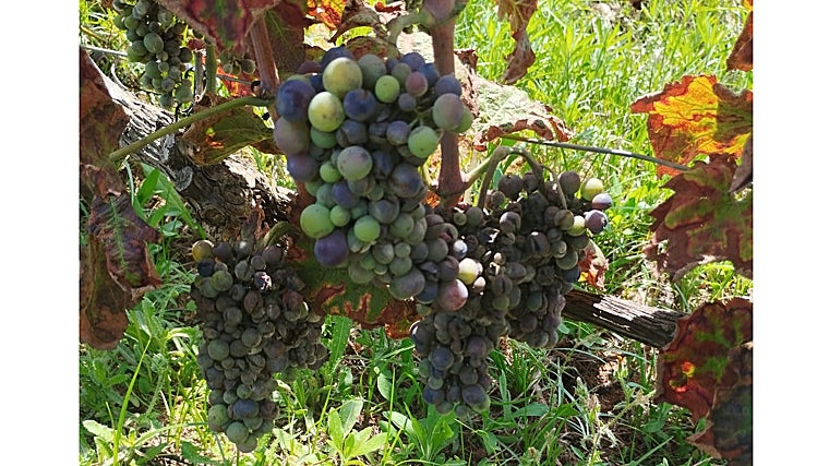 Viñedo de uva para vino con mildiu en la comarca de La Marina de Alicante