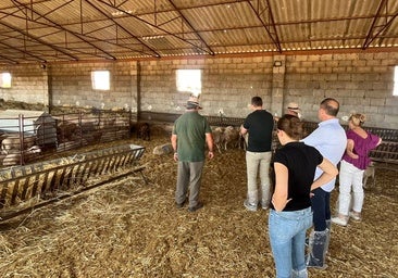 La Junta visita ganaderías cordobesas en Los Pedroches afectadas por la lengua azul