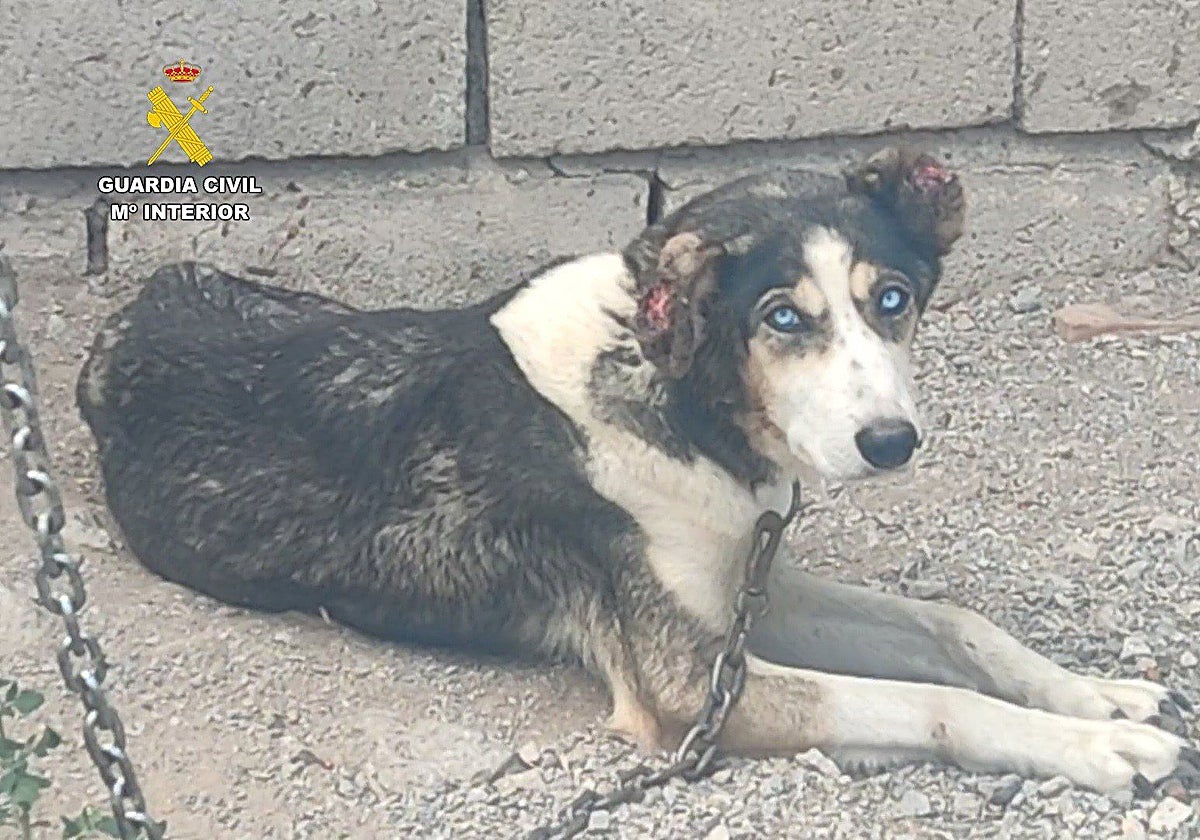 Investigados por maltrato animal a 17 perros y diez équidos en Granada