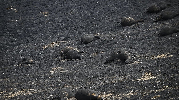Las ovejas colmenareñas, calcinadas tras el incendio de esta semana en Tres Cantos