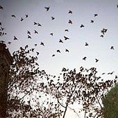 Las palomas de Madrid