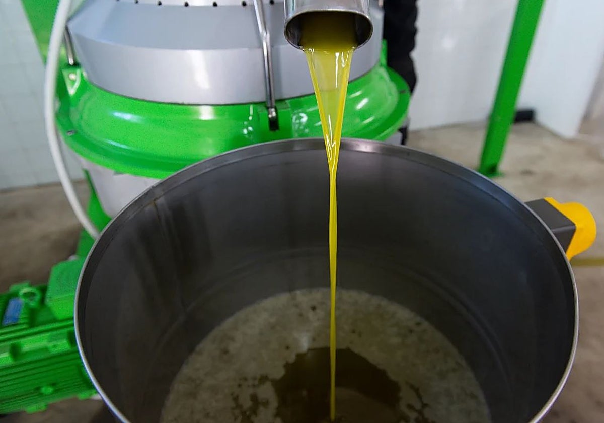 Extracción de aceite de oliva