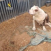 Obesos, con úlceras y las orejas amputadas: rescatan a once perros que alimentaban con pollo podrido en Castellón