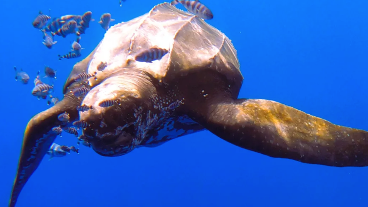 Una tortuga laúd, la más grande del mundo, sorprende en Tenerife: «Estoy alucinando»